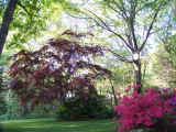 My front yard in late Spring.
