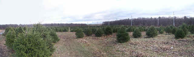 A three photo panorama of a nearby Christmas Tree farm.